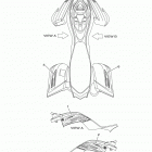 RAPTOR 700R YFM70RSXHL Наклейки