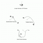 N18CCDAAAH/AABH/AACH/AAEH - CHIEF DARK HORSE Electrical, wire harness 2 - n18ccdaa all options ...