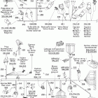 MX Z 800 HO Adrenaline & X 10- electrical harness with dpm