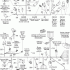 GTX 800 HO 10- electrical harness with dpm
