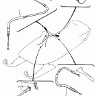 BR 250 Трос управления