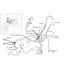 MX 125 SuperMotard Электрика 1